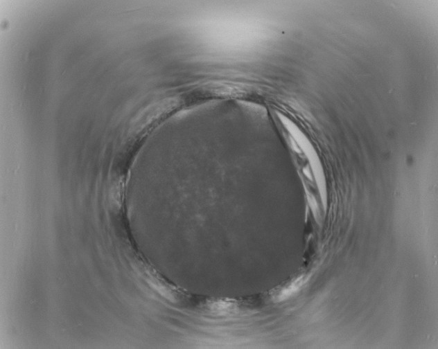 X0000088030325200706011356