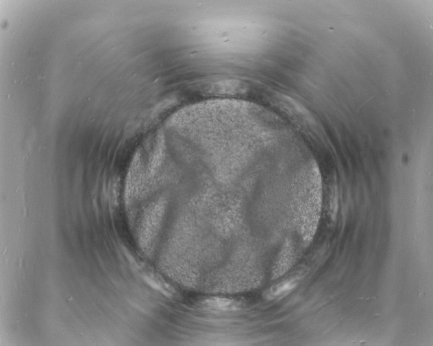 X0000088030326200706011356