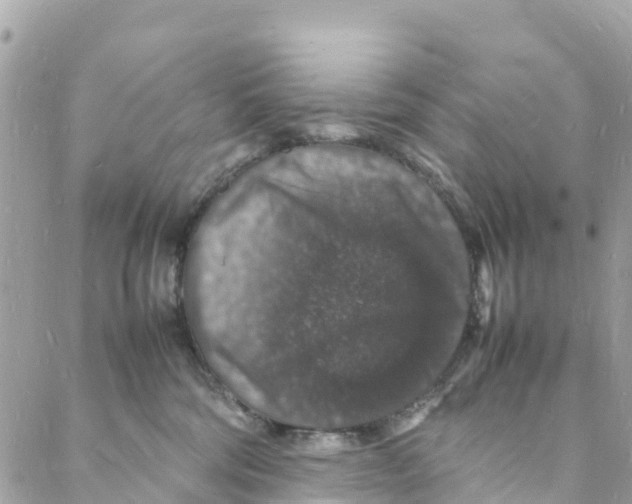 X0000088030330200706011356