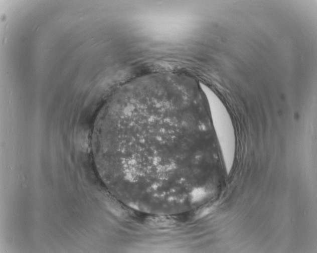 X0000088030331200706011356