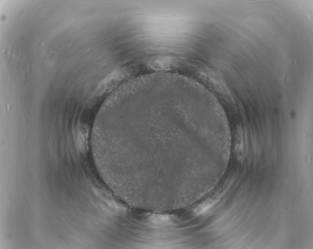 X0000088030332200706011356