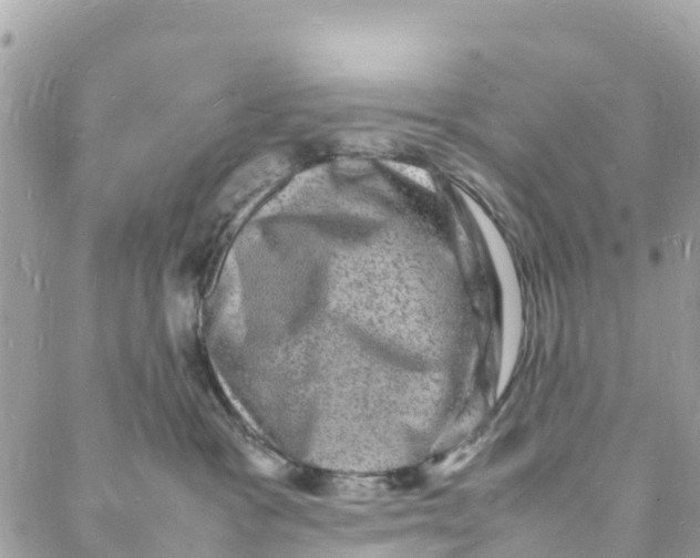 X0000088030333200706011356