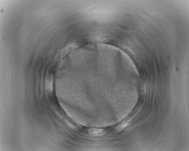 X0000088030334200706011356