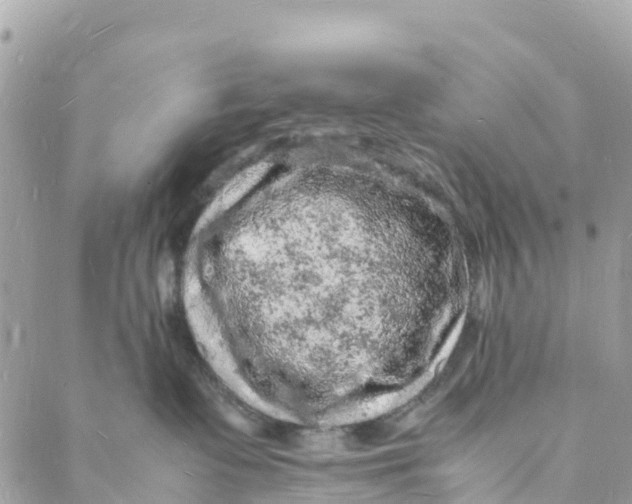 X0000088030335200706011356