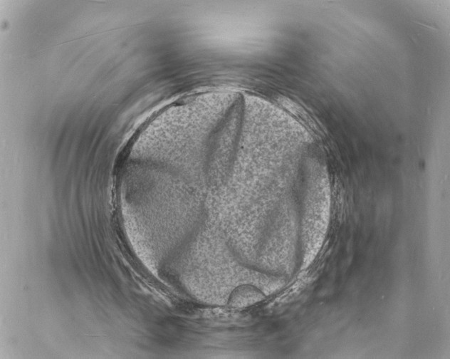 X0000088030338200706011355