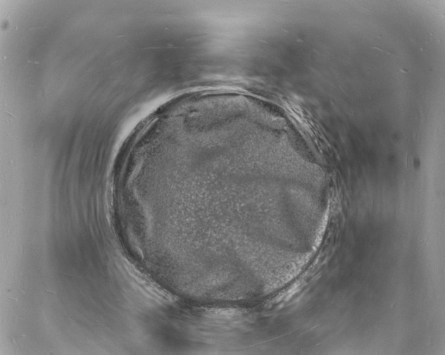 X0000088030342200706011355