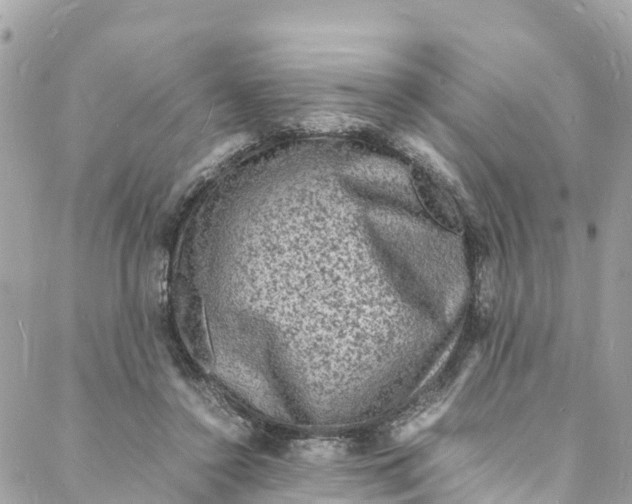 X0000088030356200706011355