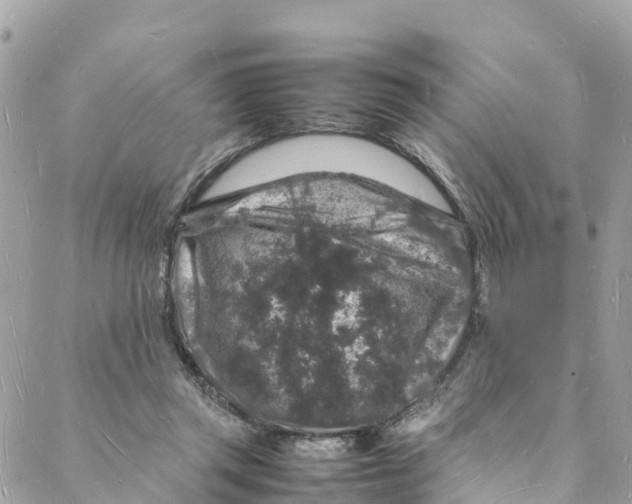 X0000088030357200706011355