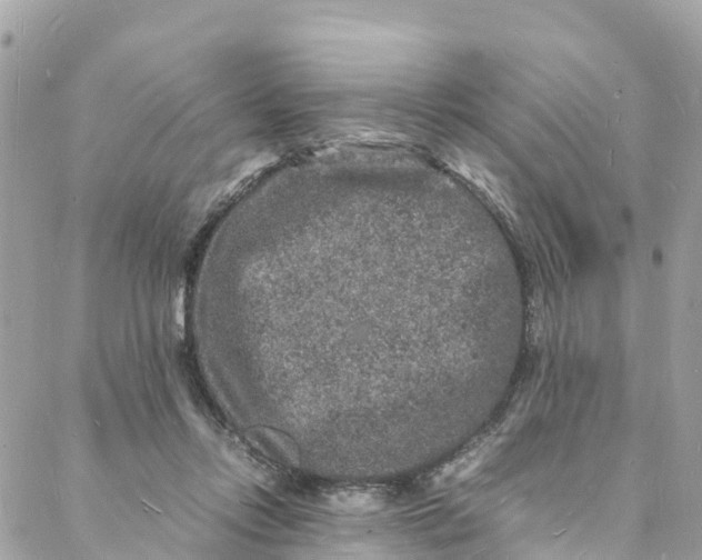 X0000088030358200706011355