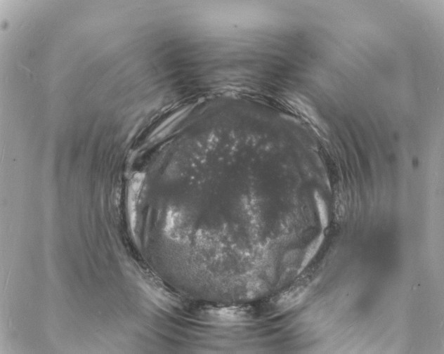 X0000088030365200706011355