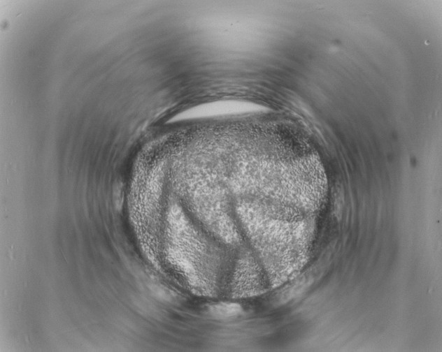 X0000088030374200706011355