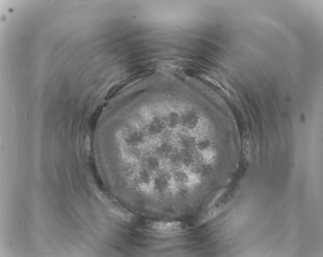 X0000088030375200706011355