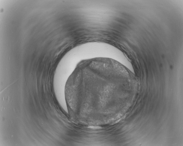 X0000088030376200706011355