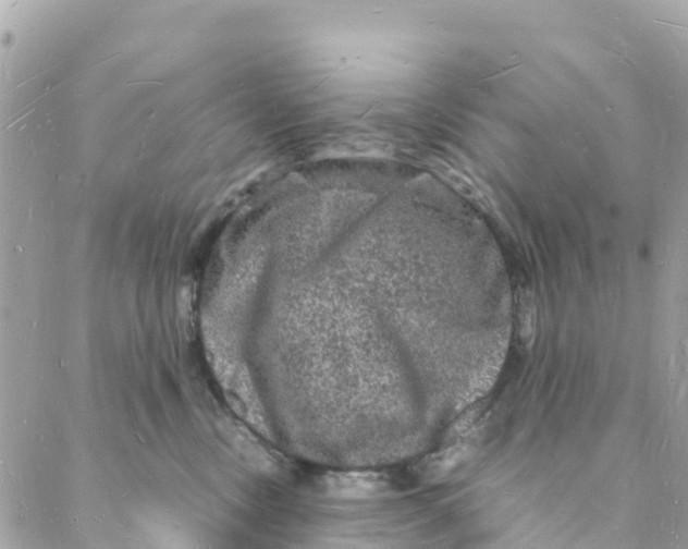 X0000088030378200706011355