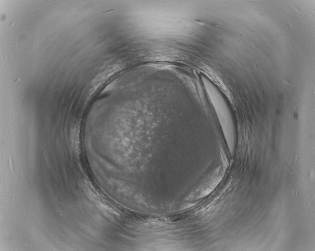 X0000088030386200706011355