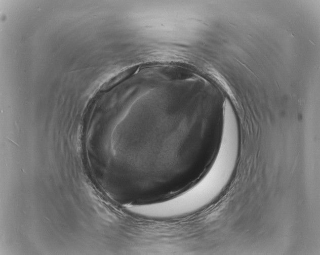 X0000088030387200706011355