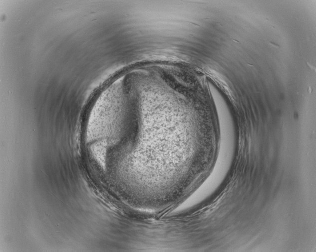 X0000088030388200706011355