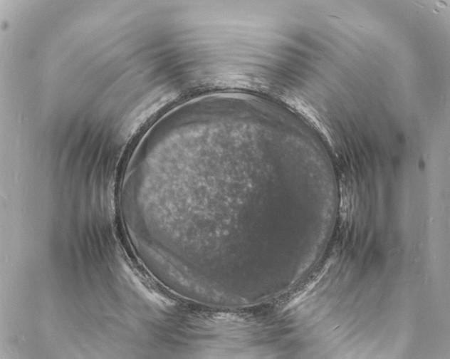 X0000088030390200706011355