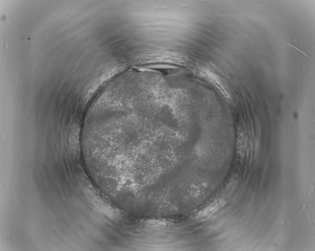 X0000088030394200706011355