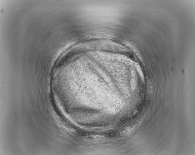 X0000088030395200706011355