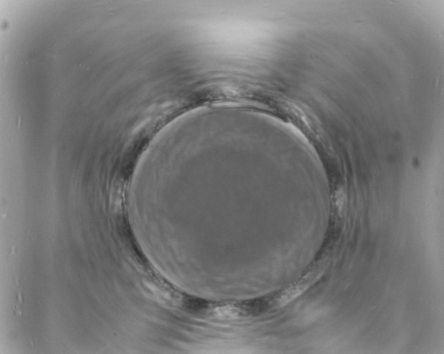 X0000088030423200706011354