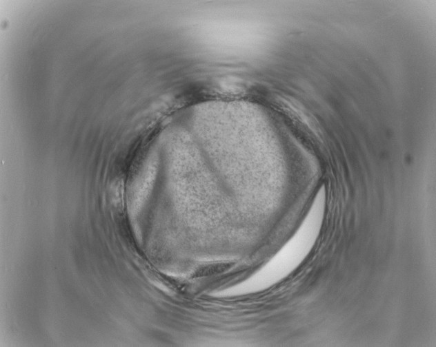 X0000088030425200706011354