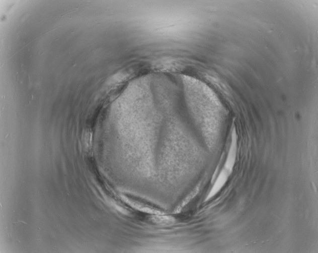 X0000088030429200706011354