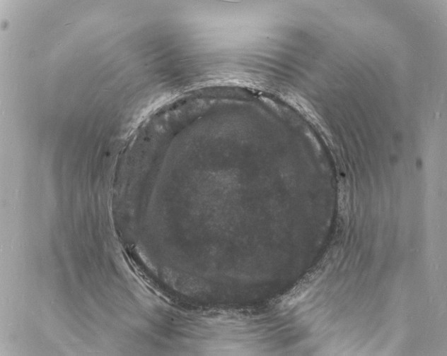 X0000088030434200706011353