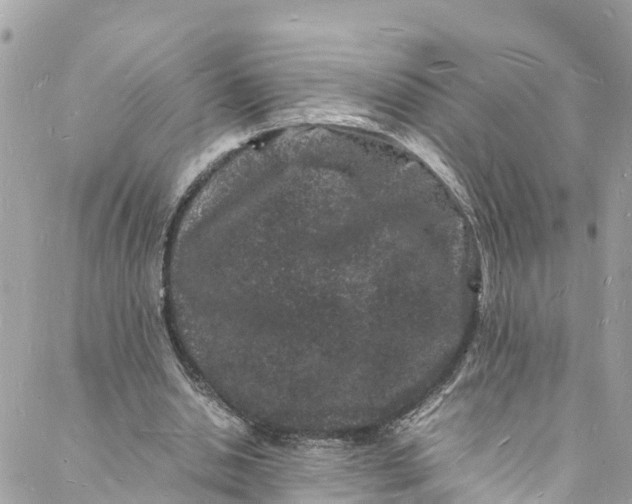 X0000088030438200706011353