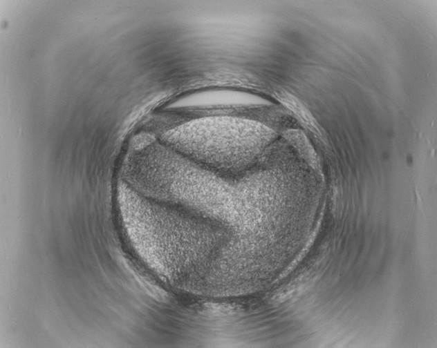 X0000088030442200706011353