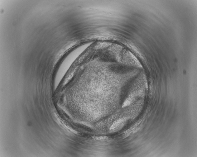 X0000088030446200706011353