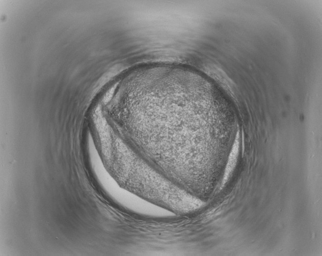 X0000088030483200706011353