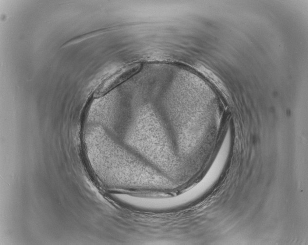 X0000088030485200706011353