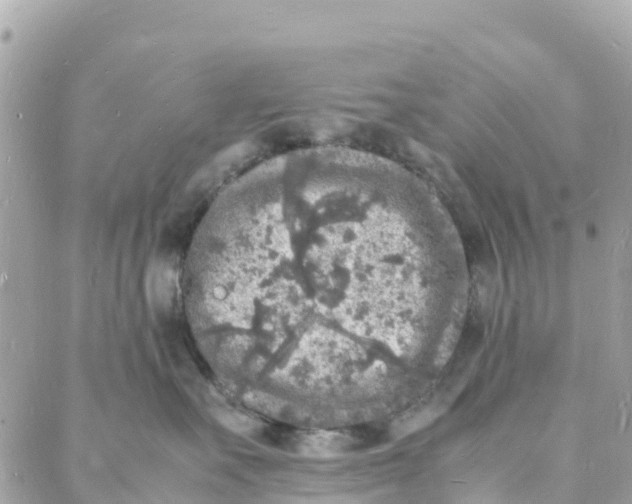 X0000088030527200706011352