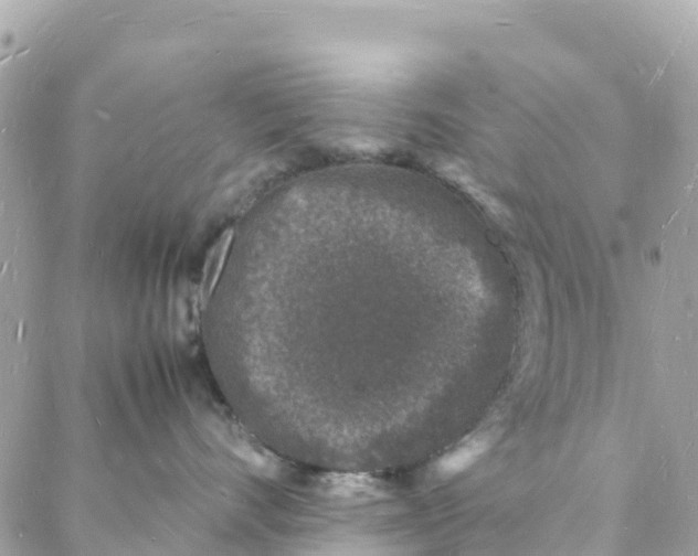 X0000088030528200706011352