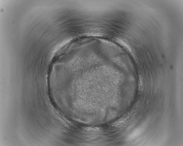 X0000088030535200706011352