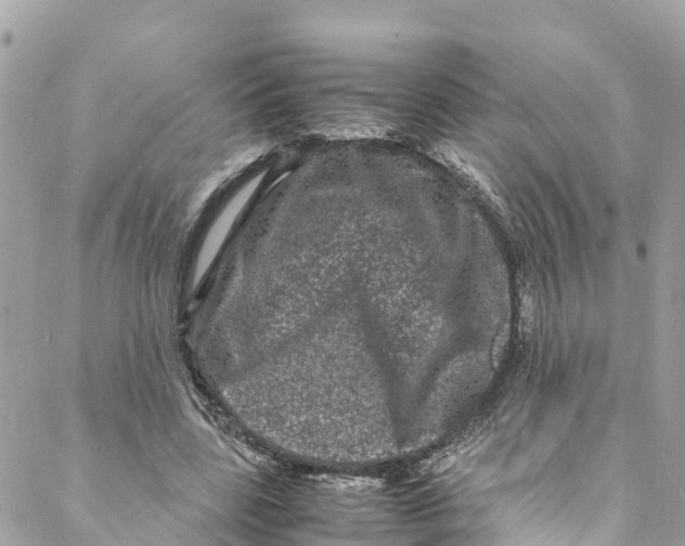 X0000088030539200706011352