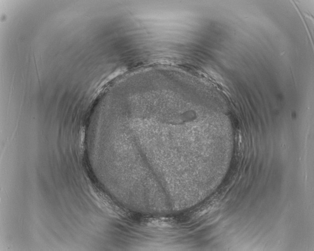 X0000088030550200706011352