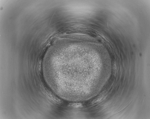 X0000088030554200706011352