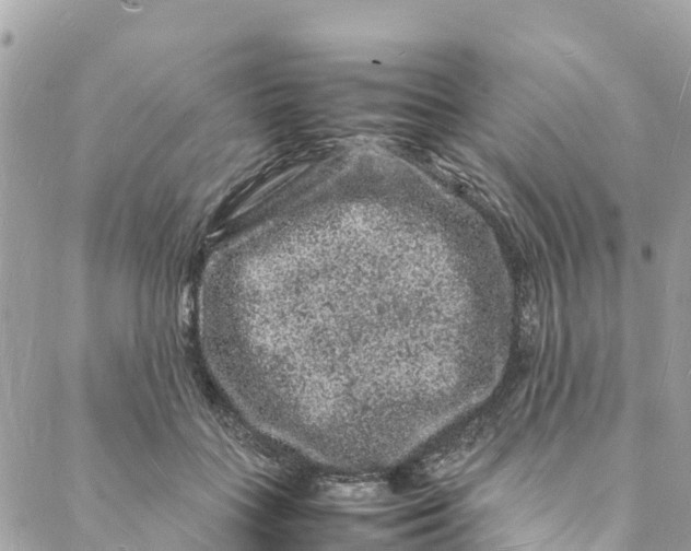 X0000088030555200706011352