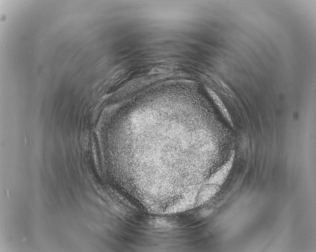 X0000088030565200706011352