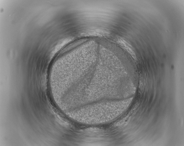 X0000088030578200706011352