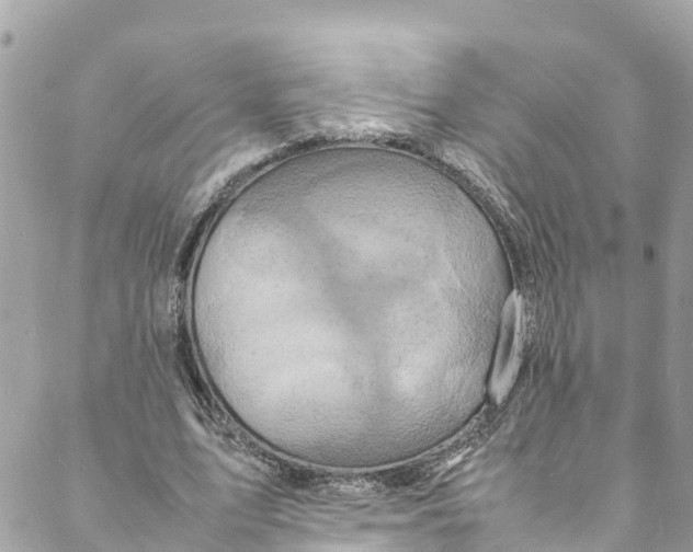 X0000088030583200706011352