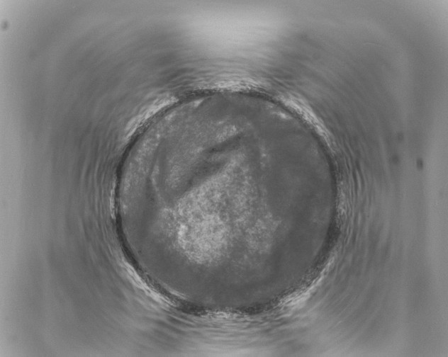 X0000088030585200706011352