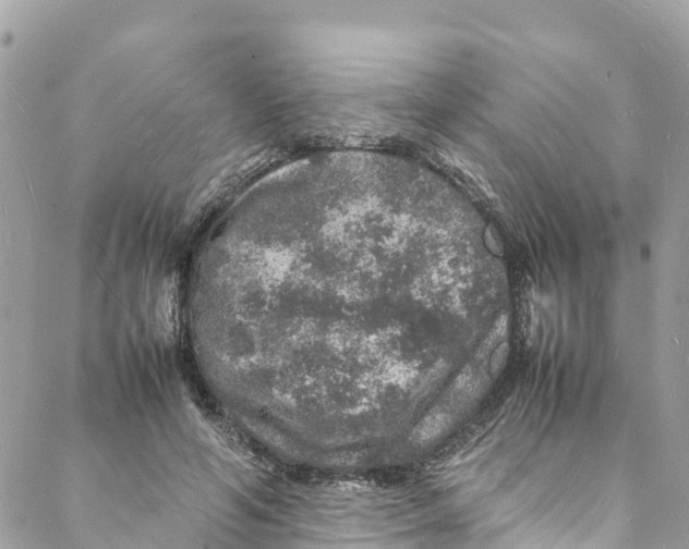 X0000088030594200706011351