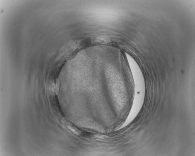 X0000088030617200706011351