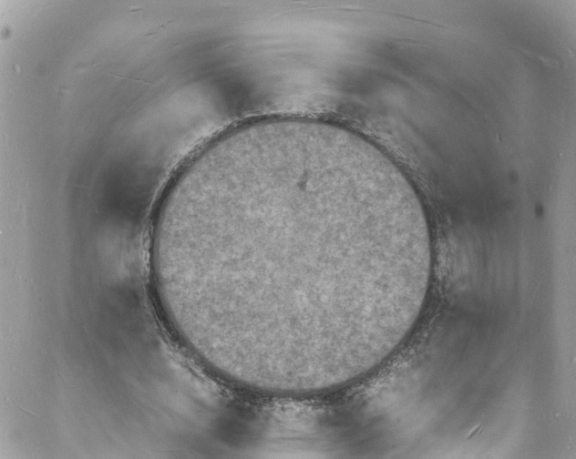 X0000088030632200706011350