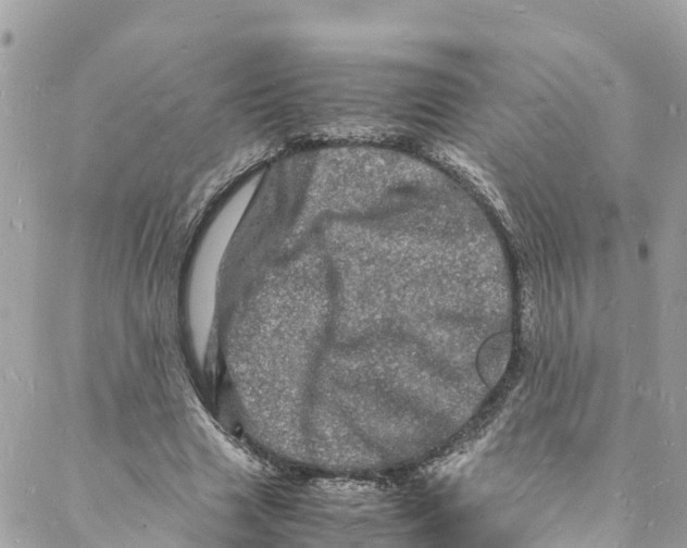 X0000088030633200706011350