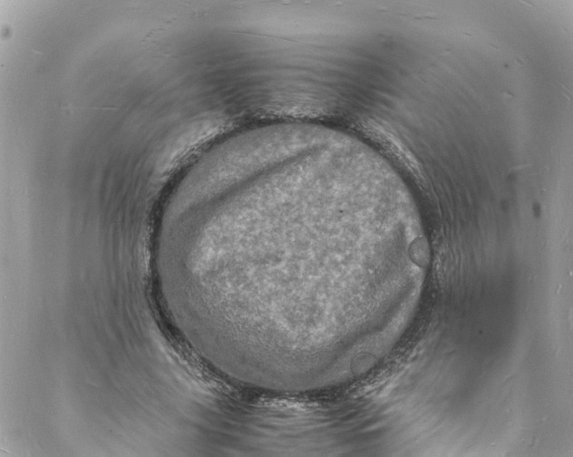 X0000088030635200706011350