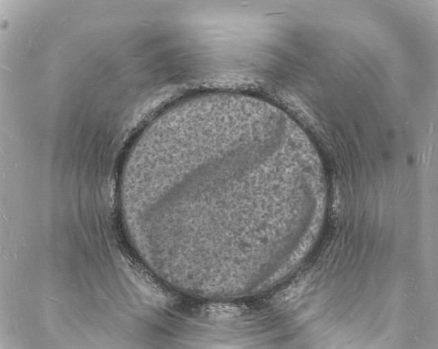 X0000088030636200706011350